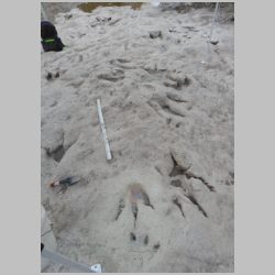 09-DSCN0808cr New tracks S end.jpg